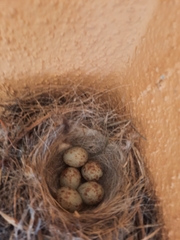 Muscicapa striata