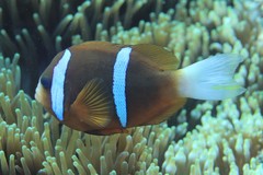 Amphiprion