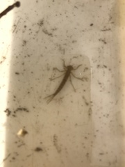 Cordulegaster boltonii