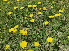 Pilosella officinarum