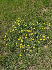 Pilosella officinarum