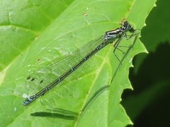 Coenagrion puella