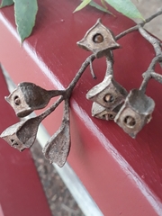 Eucalyptus steedmanii