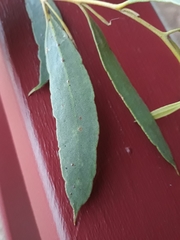 Eucalyptus steedmanii