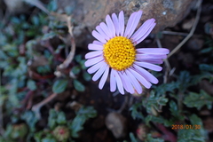 Afroaster erucifolius