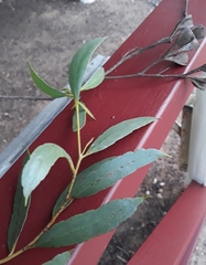 Eucalyptus steedmanii