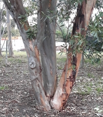 Eucalyptus steedmanii