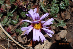 Afroaster erucifolius