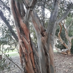 Eucalyptus steedmanii