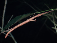 Lopaphus balteatus