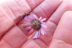 Afroaster erucifolius