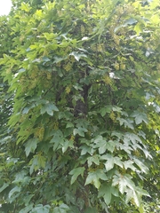 Acer pseudoplatanus