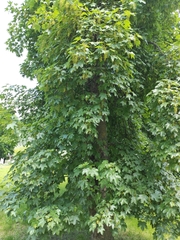 Acer pseudoplatanus