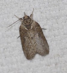Nycteola indica