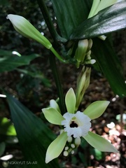 Phaius