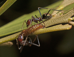 Jalmenus evagoras