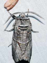 Culama anthracica