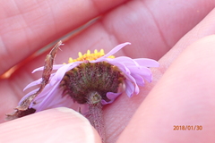 Afroaster erucifolius
