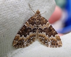 Electrophaes corylata