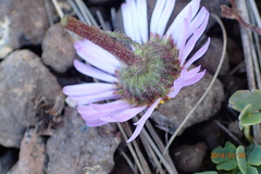 Afroaster erucifolius
