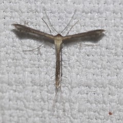 Stenoptilodes taprobanes