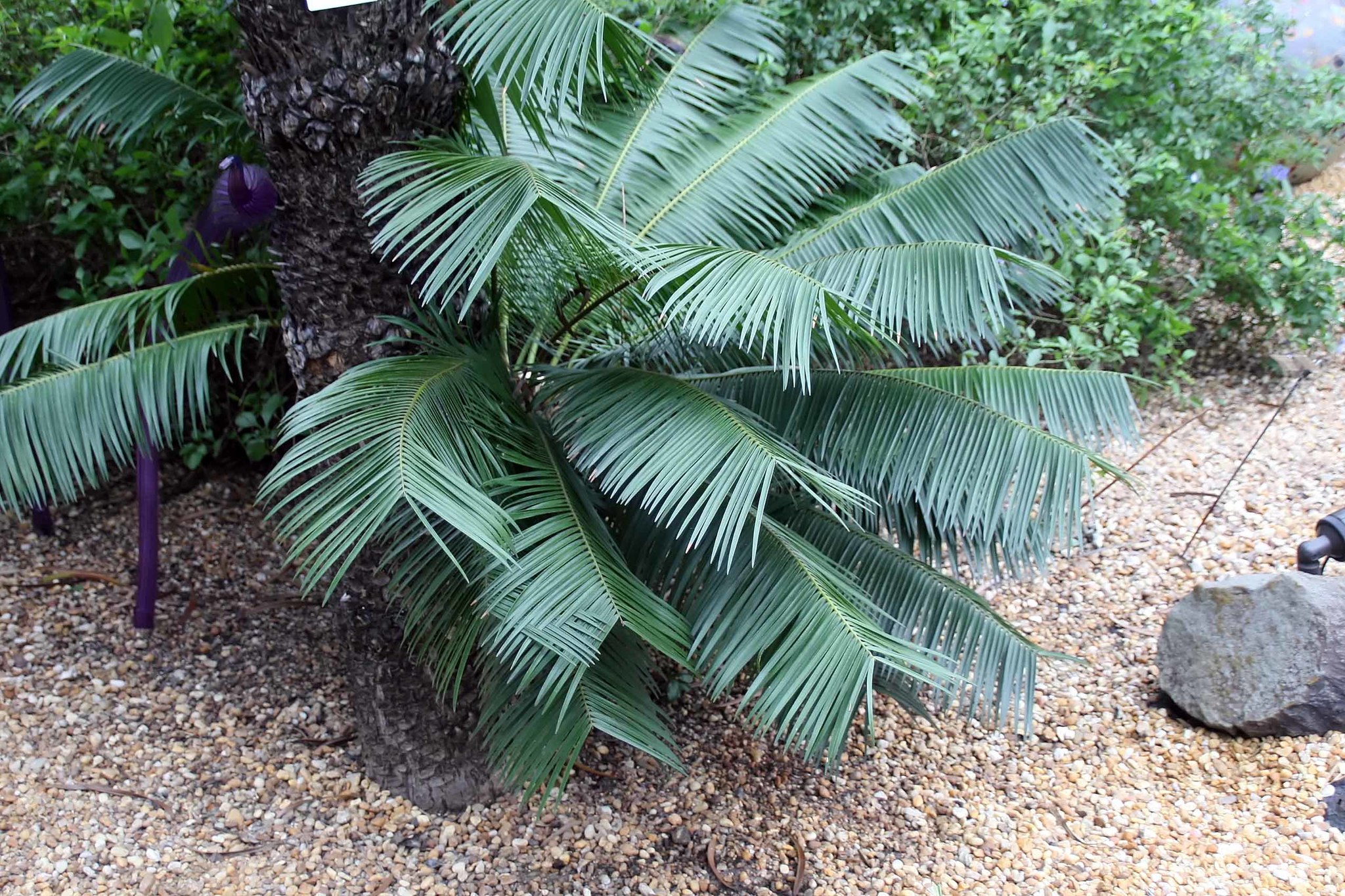 Microcycas calocoma