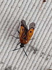Deraeocoris punctum