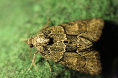Cryphia fraudatricula