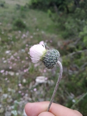 Tyrimnus leucographus