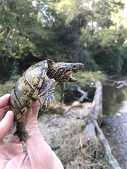 Sternotherus peltifer