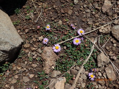 Afroaster erucifolius