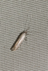 Aspilapteryx tringipennella
