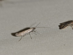 Aspilapteryx tringipennella