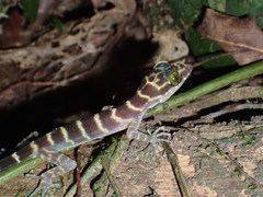 Cyrtodactylus consobrinus