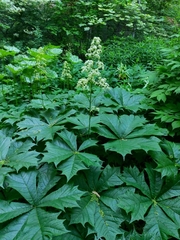 Rodgersia podophylla