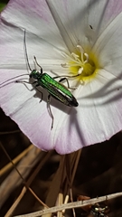 Oedemera nobilis