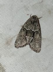 Cryphia fraudatricula