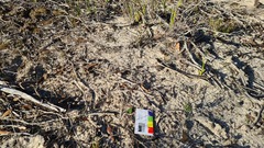 Eriochilus collinus sericeus