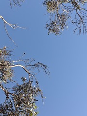 Eriochilus collinus sericeus