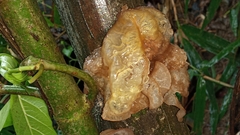 Auricularia heimuer
