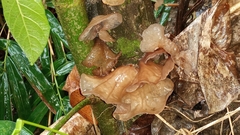 Auricularia heimuer