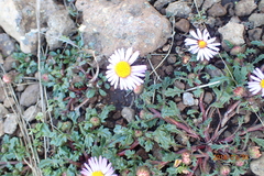Afroaster erucifolius