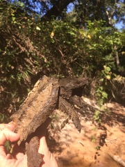 Macrochelys temminckii