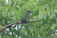 Psilopogon rafflesii