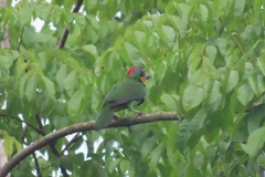 Psilopogon rafflesii