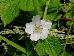 Rubus fruticosus