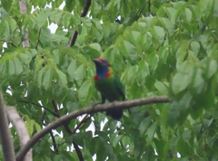 Psilopogon rafflesii