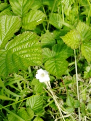 Rubus fruticosus