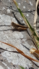 Chorthippus brunneus