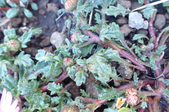 Afroaster erucifolius